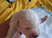 Labrador puppies