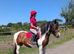 Sports horse x cob