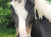 15.3 Warmblood x New forester