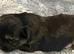 Three Chihuahua boys for sale
