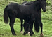 Stunning colt foal
