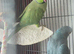 Pair of cage Ringneck&rsquo;s
