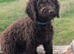 Spanish water dog KC register