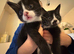 2 x kittens