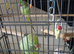 PAIR OF INDIAN RINGNECKS