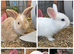 Beautiful litter of rabbits
