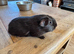 Female Guinea pigs