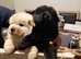 Chow chow