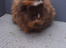 Rare gorgeous sow guinea pigs
