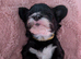 Toy Cavapoo Puppies Ready 13th July
