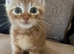 3 beautiful full ginger boy kittens ready now
