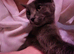 Affectionate russian blue girl