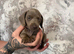 Beautiful dachshunds