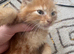 Full ginger kitten boy fluffy