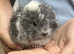 Fabulous funky guinea pigs for sale
