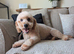 Male apricot mini poodle