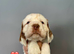 RKC Registered Show Clumber Spaniels