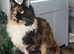 Waiting list open main coon kittens due in 3 weeks