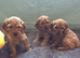 Cockapoo puppies
