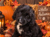 Outstanding F1 Cockerpoo Puppies - LAST 3 - Raised in Our Family home