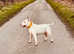 health tested english bull terrier stud