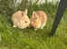We have lots of rabbits, there are 45 days olds and there are 70 days olds and there are 90 old