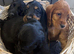 Beautiful show cocker spaniels for sale