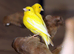 Yellow Canaries,23