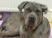 2 year old merle female cane corso