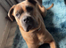 2year old female cane corso