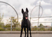 Working Dutch Herder
