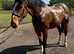 Brynn &ndash; 16hh Irish Draught x Sports Horse Gelding &ndash; 8 Years Old