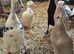 Duck hatching eggs