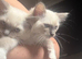 PEDIGREE RAGDOLL KITTENS READY NOW