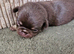 Pug litter
