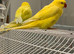 Lutino Ringneck