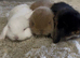 Stunning litter of mini lop bunnies looking for loving homes.