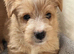 Scottish Terrier Puppies for Sale