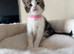 Kittens for sale