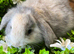 Gorgeous pure Mini lops and mini lion lops