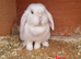Genuine mini lop breeding trio or pets- 2girl 1boy