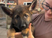 GSD PUPPIES