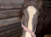 Gypsey cob 19 months old