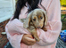 Long haired mini dachshund pups