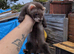 Ferrets for sale