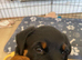 Beautiful Rotti Pups