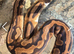 3 adult female ball pythons available