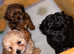 Beautiful F1 Shihpoos