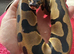 Leopard orange dream 100% het pied ball python