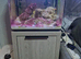 Breeding piar of clowns with full set up